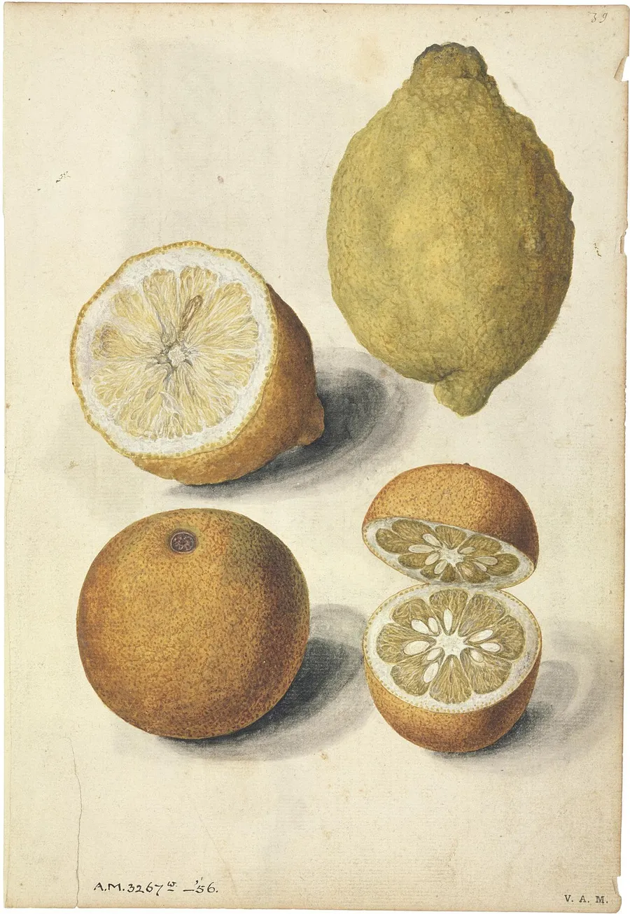 Lemons and an orange, painted about 1575