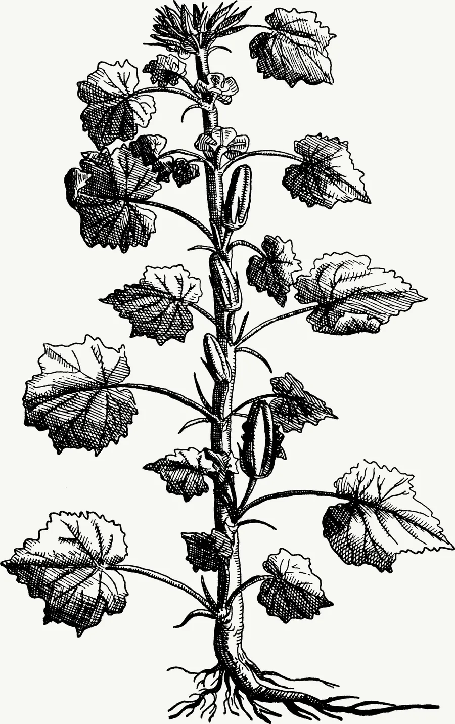 An okra plant, engraving from 1735