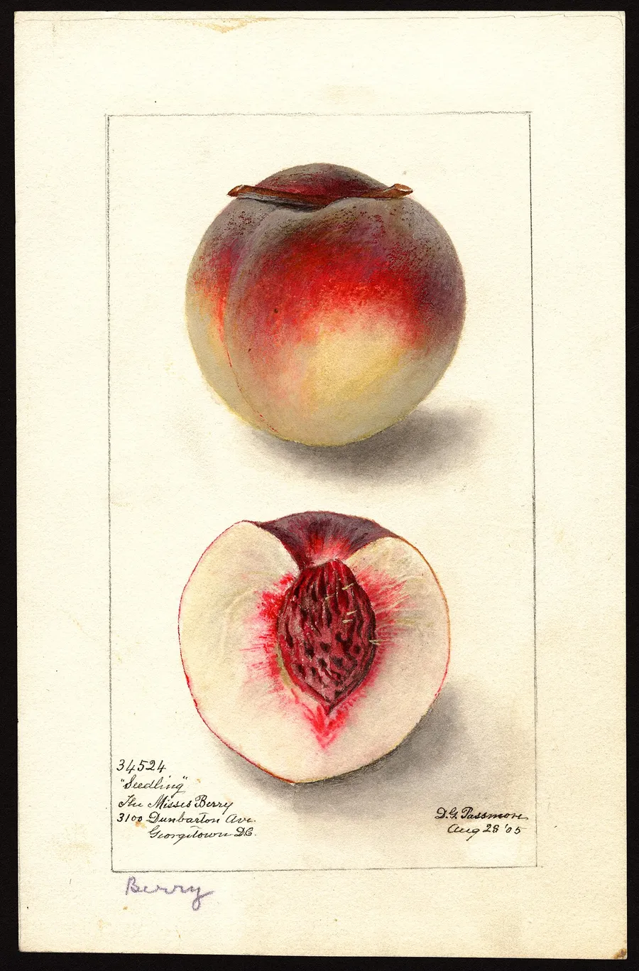 A peach in watercolour, 1905, from the USDA's fruit paintings