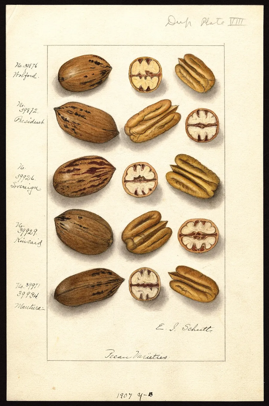 Pecan varieties, a USDA watercolour plate