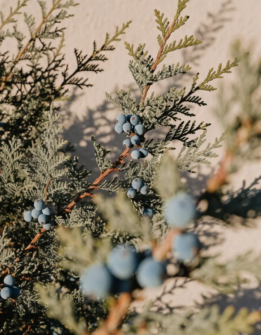 Desert juniper berries