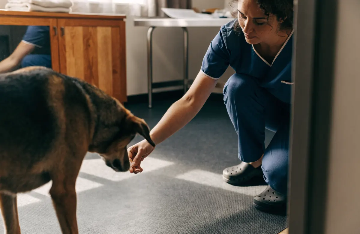 A veterinarian kneeling on a non-slip mat, offering a treat to a calm dog.
